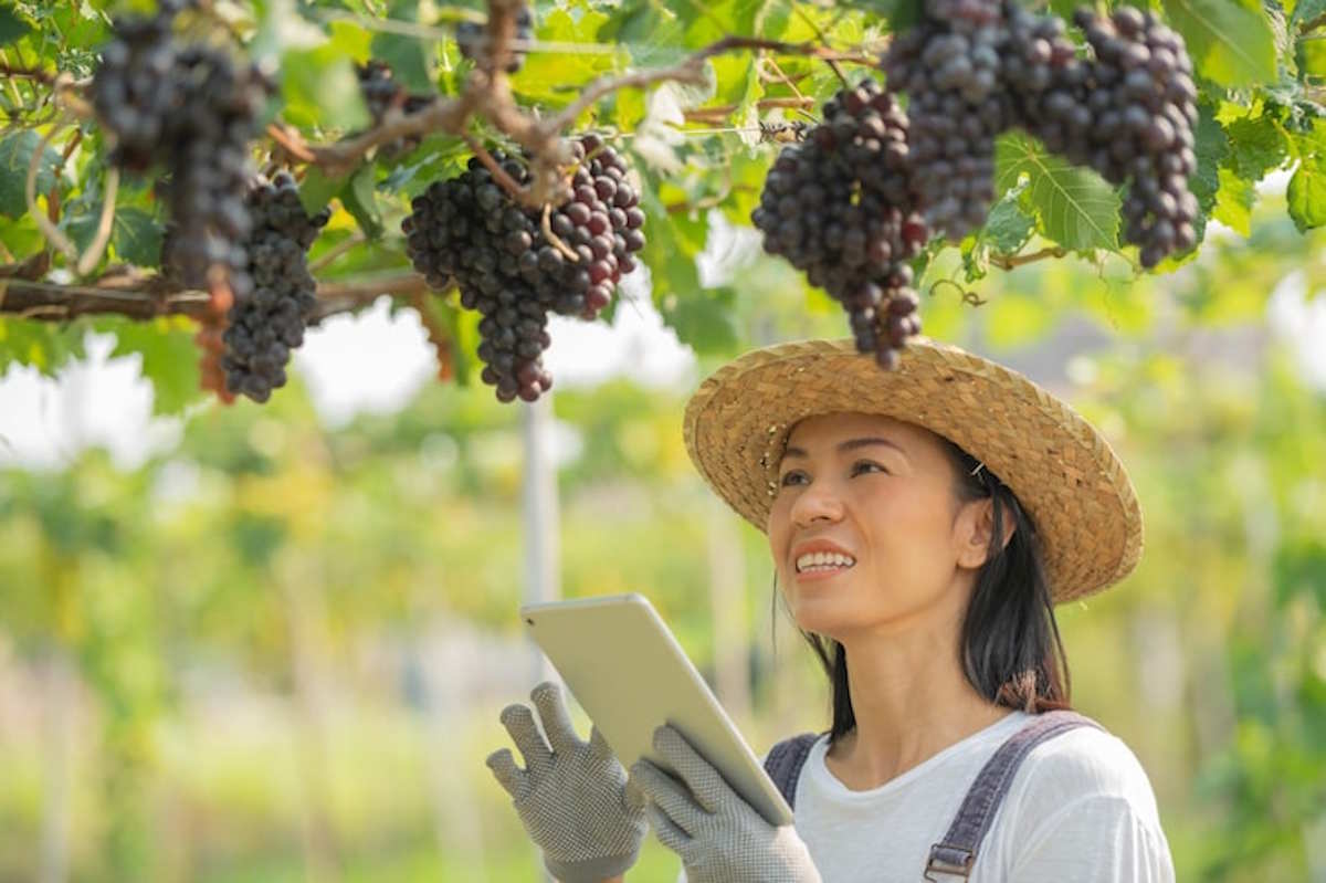 Logiciel de gestion pour vignerons et domaines viticoles : traçabilité, ventes et export en 2026